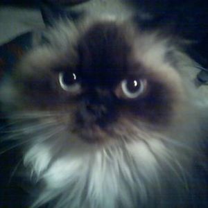 Meet your Posher, Terry